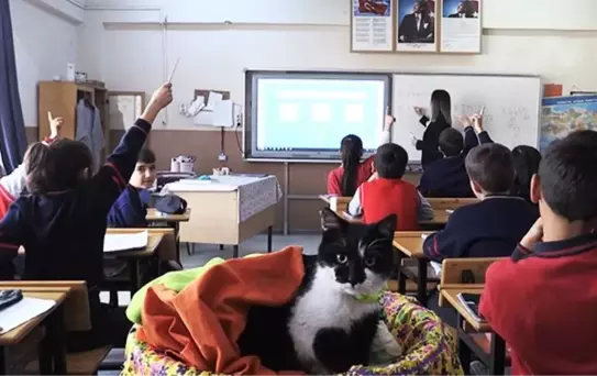 Sokak kedisi 'Hüsnü', okulun 860'ıncı öğrencisi olarak derslere girmeye başladı