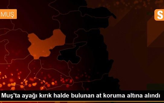 Muş'ta ayağı kırık halde bulunan at koruma altına alındı