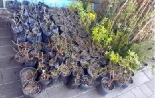 Yerköy'de fidan satışları başladı