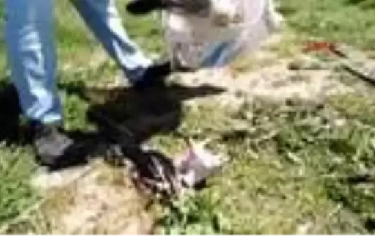 HATAY Çuvalda telef olmuş 3 leylek bulundu