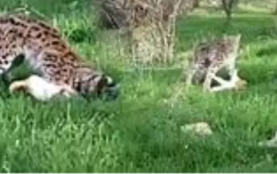 Görüntü Türkiye'den! Vaşak, restoran bahçesinde yakaladığı kediyi böyle götürdü