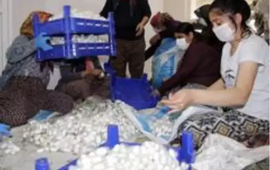 Ödemiş'te ipek böcekçiliği hasadı zamanı