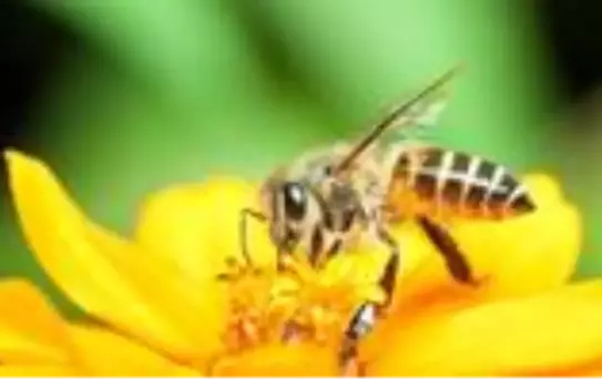 Arıların saldırısına uğrayan 8 çocuk babası hayatını kaybetti