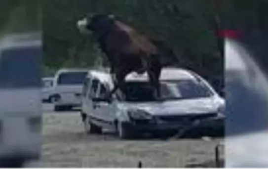SAMSUN Kurbanlık boğa ürküp park halindeki aracın üstüne çıktı