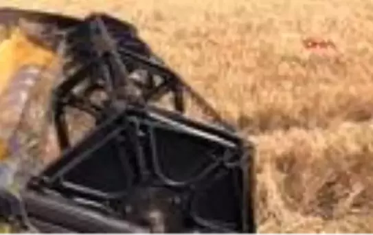 Kars'ta kavılca buğdayının hasadı başladı