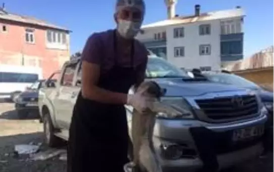 O hayvanlar, Başkan Arıkan'ın talimatıyla koruma altına alındı