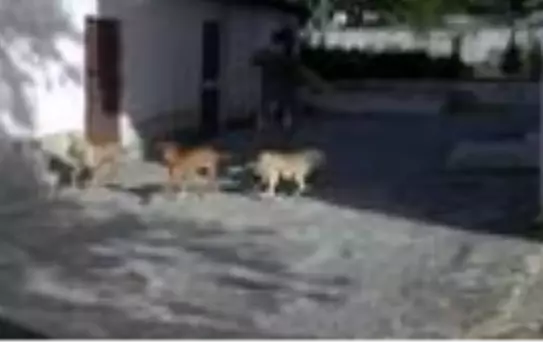 Tuğba'nın saldırıya uğradığı mahallede pitbull korkusu sürüyor