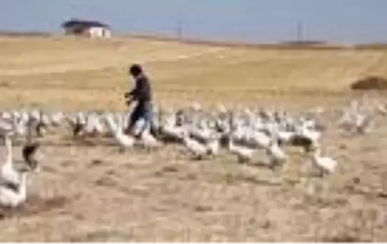 Tutkuya dönüşen doğa ve hayvan sevgisi 40 yıl sonra köyüne kaz çiftliği kurdurdu