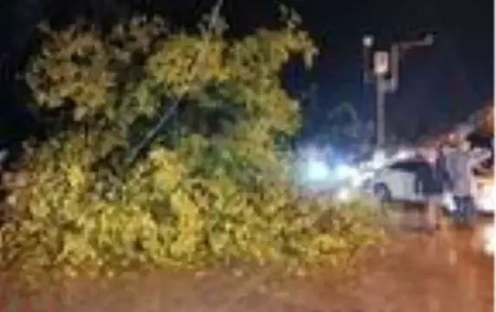 Ağaç yola devrildi, sürücü son anda kurtuldu