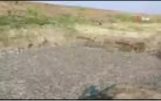 Baraj suyu çekildi, binlerce balık telef oldu
