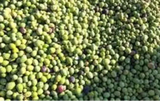 Ünü dünyaya yayılan Derik zeytininin hasadı başladı