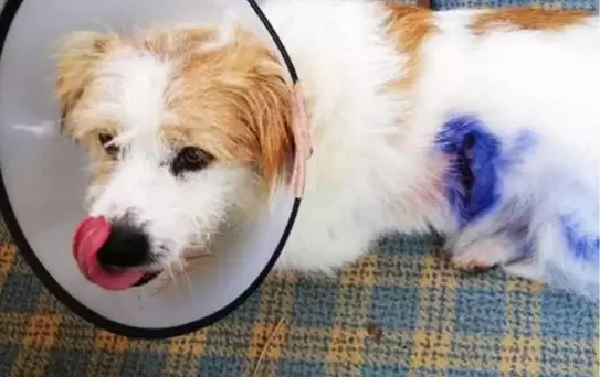 Kuzeni, tavuklara saldıran köpeğini vurdu