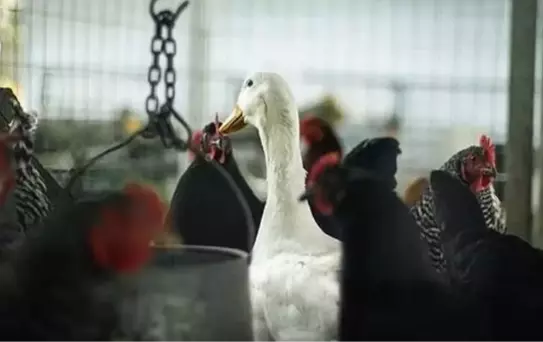 Dünya Hayvan Sağlığı Örgütü tek tek saydı! İşte koronavirüs bulaştıran hayvanlar