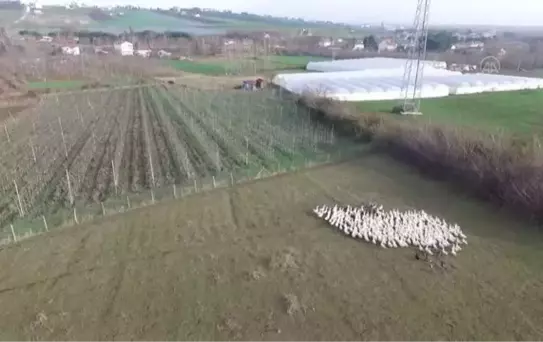 Gurbetten dönüp şehir stresinden uzaklaşmak için kaz çiftliği kurdu