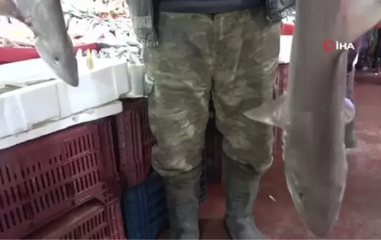 Elazığ'da balıkçının 'Norveç'ten' getirttiği köpek balığı dikkat çekti