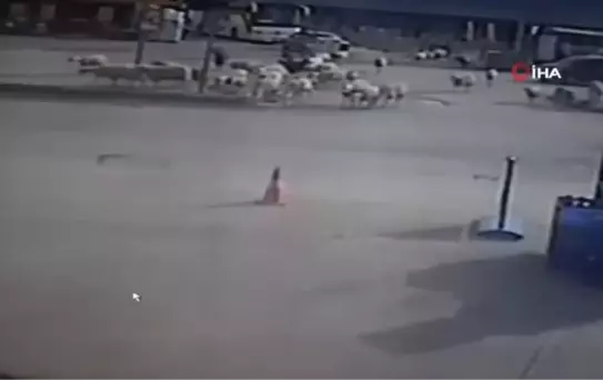 Son dakika haberi: Sürücüler neye uğradığını şaşırdı... Evin önünden kaçan koyunlar karayoluna indi, yaşananlar güvenlik kamerasına yansıdı