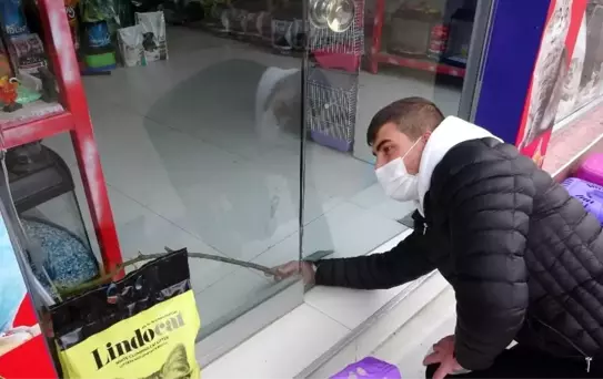 Hırsız 100 liralık tasmayı çalmak için bin 500 liralık çamı kırdı