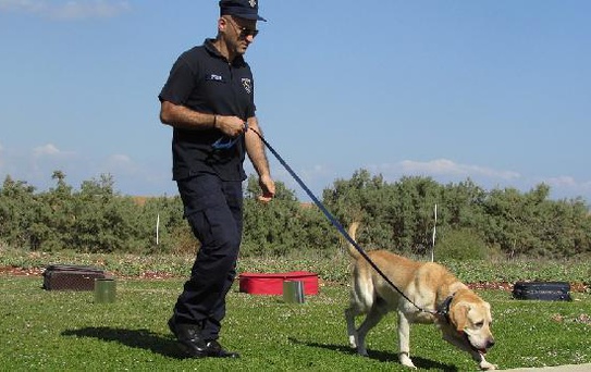 ABD'deki Nascar yarışında köpekler Kovid-19 taraması yapacak