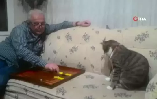 Emekli çiftin en büyük eğlencesi tavlacı kedileri