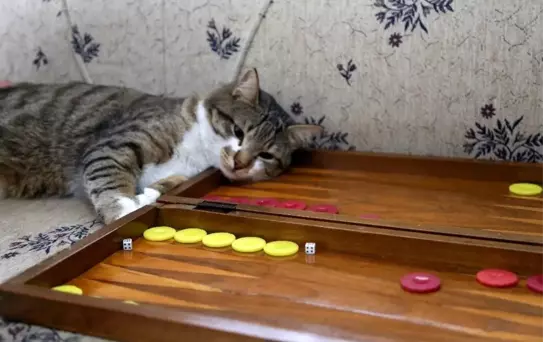 Tavlacı kedi sosyal medya fenomeni oldu