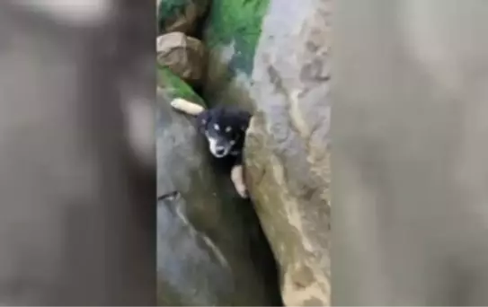 Kayalıklara sıkışan yavru köpeği kurtardı