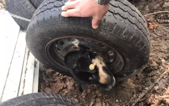Başı janta sıkışan köpeği itfaiye kurtardı