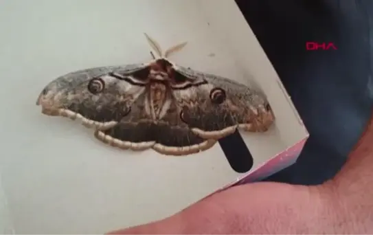 OSMANİYE'DE KANAT AÇIKLIĞI 16 SANTİMETRE OLAN TAVUS KELEBEĞİ BULUNDU