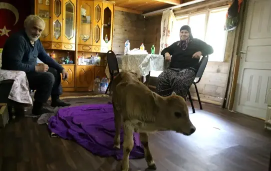 Erken doğan buzağıyı evlerinde besliyorlar