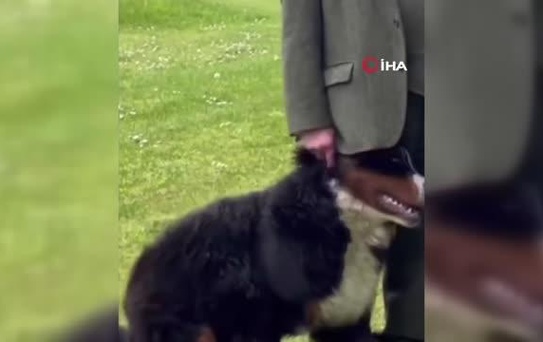 İrlanda Cumhurbaşkanı Higgins'in canlı yayında zor anlarıHiggins'i rahat bırakmayan köpek sevimli tavırlarıyla rol çaldı