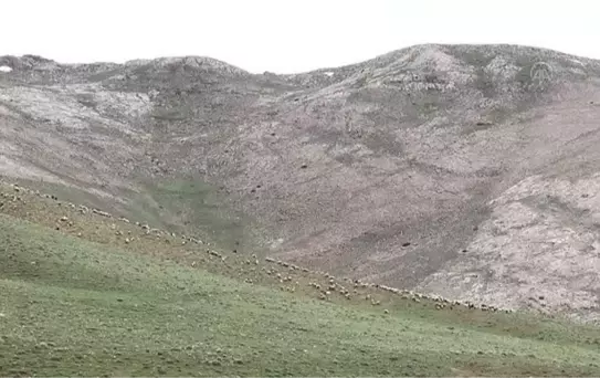 Yasaklı yayla ve meraların kullanıma açılması besicileri sevindirdi