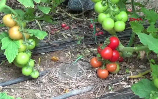 KUŞLAR SERAYA YUVA YAPTI