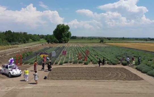5 gün sürecek 'lavanta' kokulu tarla günleri etkinlikleri başladı (2)