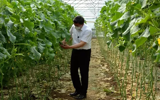 Belediyenin yeni gelir kapısı, atıl araziye kurulan seralar oldu
