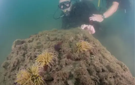 Tunç Soyer Körfez'de tüplü dalış yaptı