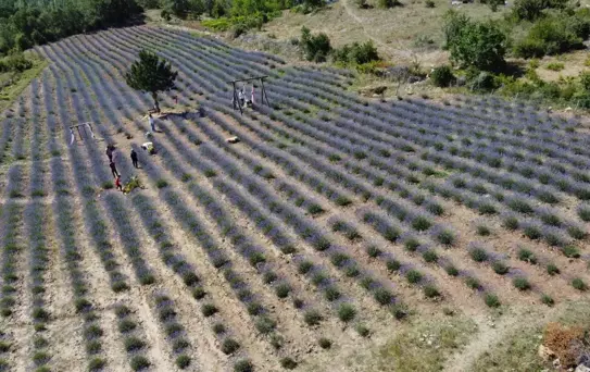 Dokuz aylık maaşıyla köyüne lavanta bahçesi kurdu