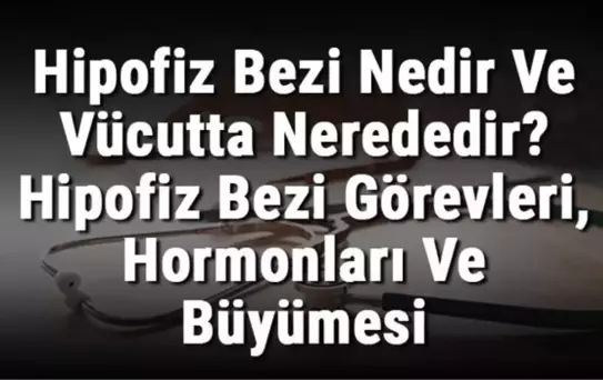 Hipofiz Bezi Nedir ve Vücutta Nerededir? Hipofiz Bezi Görevleri, Hormonları ve Büyümesi