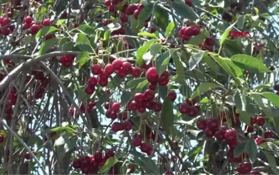 ERKMEN'DE GÜNDE 120 TON VİŞNE ÜRETİLİYOR
