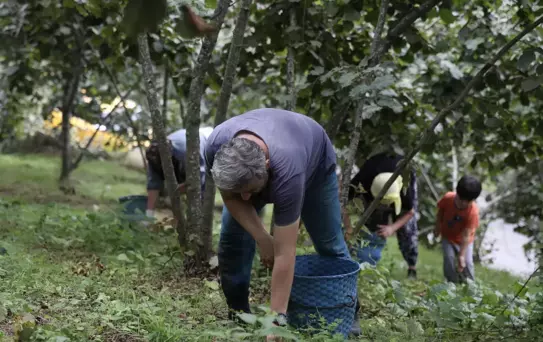 Karadeniz Bölgesi'nde fındık hasadı sürüyor