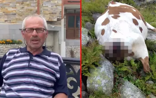 Yıldırım çarpmasından inekle kurduğu temas sayesinde kurtulan adam o anları anlattı, doktorlar dahi inanamadı