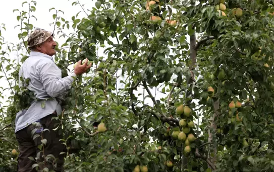 'Santa Maria' cinsi armuttaki verim ve fiyat üreticiyi memnun etti