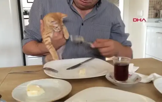 KAYBOLAN KEDİSİNİN ANISINA ÖZEL TASARIMLI UKULELE ÜRETTİ