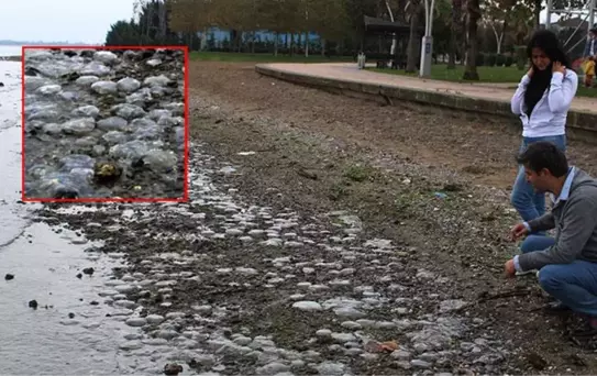 İzmit Körfezi'nde kıyıya vuran binlerce ölü denizanası vatandaşları endişelendi