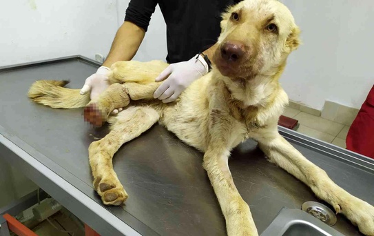 Gaziantep'te 6 aylık köpeğe yapılan işkence pes dedirtti