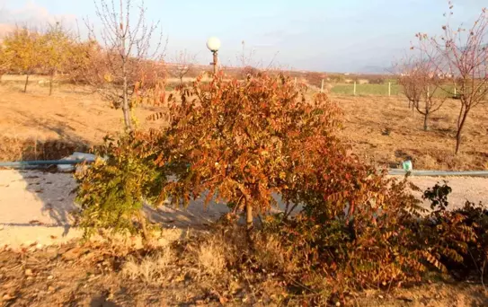 3 yıl önce 10 sumak ağacı dikti, yüzde 200 verim aldı