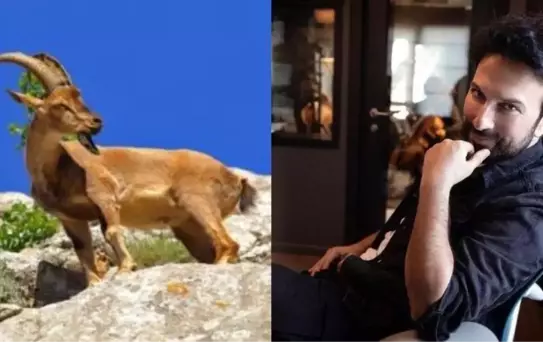 Tarkan'dan av ihalesine tepki: Hayvanlarımızı rahat bırakın!