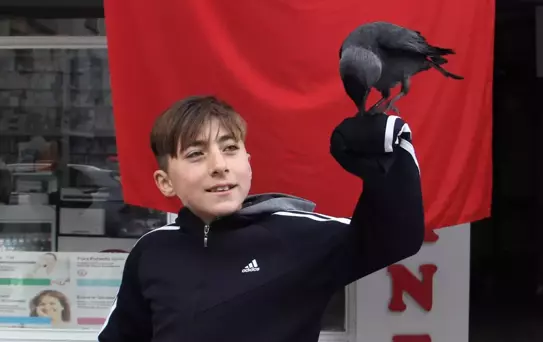Karga 'Şakir' bir ilçenin omzunda geziyor