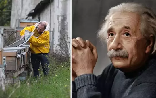 Einstein, 'Arılar yok olursa insanlığın 4 yıl ömrü kalmıştır' demişti!