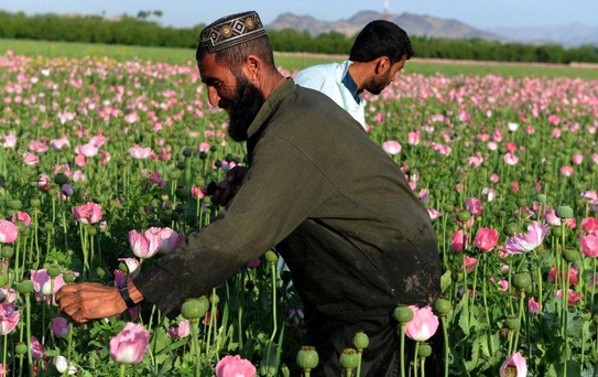 Afganistan'da ekonomik çöküş metamfetamin ve eroin üretimini artırdı