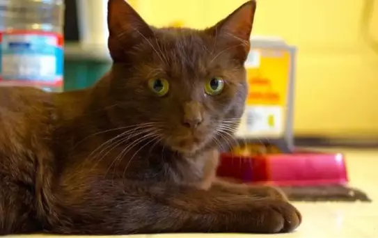 Mahallenin kleptoman kedisi Keith