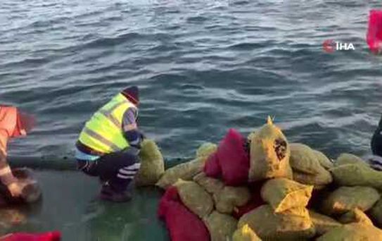 Bayrampaşa Hali'nde 5 ton kaçak midye ele geçirildi: Canlı midyeler denize bırakıldı
